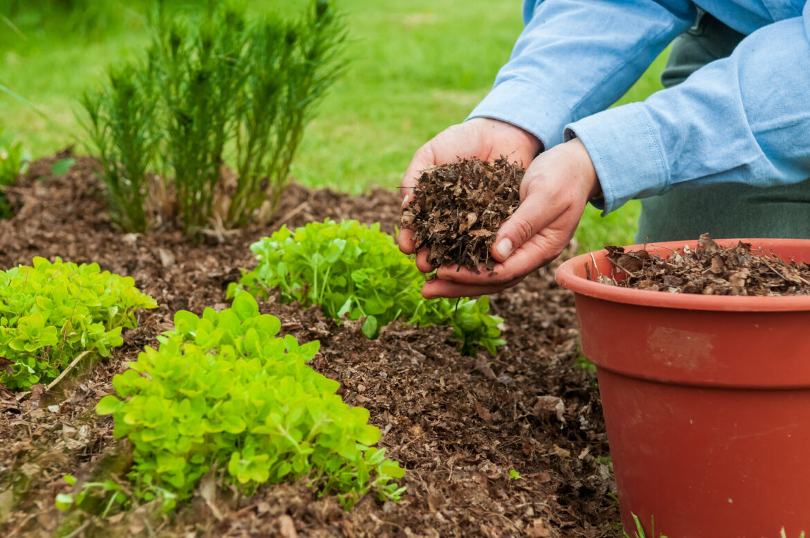 Why Mulch Matters: Enhancing Your Garden’s Health and Appearance